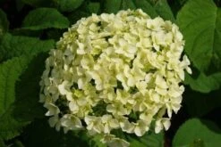 Hortensia (Hydrangea 'Strong Annabelle') -Garden Plants Series Store 20120716105647 1 1