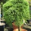 Sikkelden Op Stam (Cryptomeria Japonica 'Globosa Nana') -Garden Plants Series Store 20120821144020 1