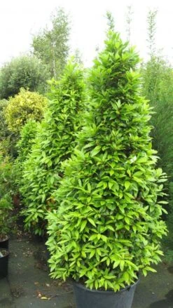 Echte Laurier Als Piramide (Laurus Nobilis) -Garden Plants Series Store 20120821144442 7