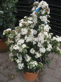 Groenblijvende Sneeuwbal (Viburnum Tinus 'Eve Price') -Garden Plants Series Store 20120821145045 50 10 1