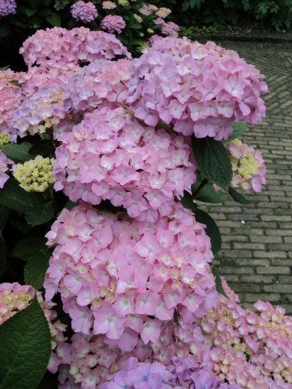 Hortensia (Hydrangea 'Endless Summer' Roze) 4 Hortensia (Hydrangea 'Endless Summer' Roze) - Image 2