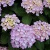 Hortensia (Hydrangea 'Endless Summer' Roze) -Garden Plants Series Store 20120826131421 1 1
