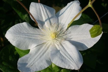Bosrank (Clematis 'Madame Le Coultre') 7 Bosrank (Clematis 'Madame Le Coultre') - Image 5