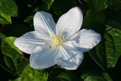 Bosrank (Clematis 'Madame Le Coultre') 4 Bosrank (Clematis 'Madame Le Coultre') - Image 2