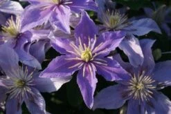 Bosrank (Clematis 'Justa') -Garden Plants Series Store 20120919134614 1 1