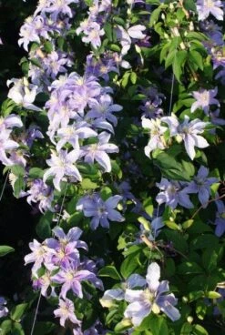 Bosrank (Clematis 'Justa') -Garden Plants Series Store 20120919134633 1