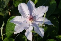 Bosrank (Clematis 'Snow Queen') -Garden Plants Series Store 20120919152528 1