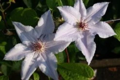 Bosrank (Clematis 'Snow Queen') -Garden Plants Series Store 20120919152541 1