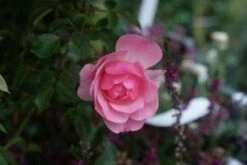 Trosroos (Rosa 'Bonica 82') -Garden Plants Series Store 20121002143948 1