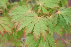 Japanse Esdoorn (Acer Japonicum 'Aconitifolium') -Garden Plants Series Store 20121003153607 10