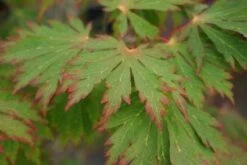 Japanse Esdoorn (Acer Japonicum 'Aconitifolium') -Garden Plants Series Store 20121003154202 10