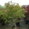 Japanse Esdoorn (Acer Japonicum 'Aconitifolium') -Garden Plants Series Store 20121003154259 10
