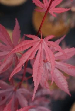 Japanse Esdoorn (Acer Palmatum 'Bloodgood') -Garden Plants Series Store 20121003154404 12 1
