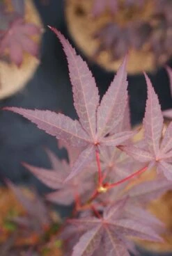 Japanse Esdoorn (Acer Palmatum 'Bloodgood') -Garden Plants Series Store 20121003154430 12 1