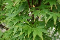 Japanse Esdoorn (Acer Palmatum 'Sangokaku') -Garden Plants Series Store 20121003155550 9 1