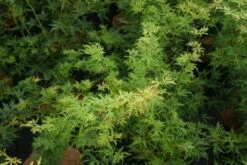 Japanse Esdoorn (Acer Palmatum 'Seiryu') -Garden Plants Series Store 20121003155629 6