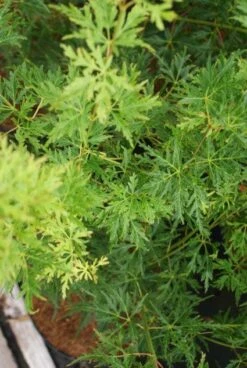 Japanse Esdoorn (Acer Palmatum 'Seiryu') -Garden Plants Series Store 20121003155652 6