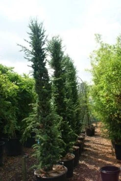 Zuilvormige Ceder (Cedrus Libani 'Fastigiata') -Garden Plants Series Store 20121003161759 10 1
