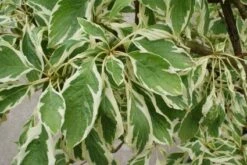 Reuzenkornoelje (Cornus Controversa 'Variegata') -Garden Plants Series Store 20121003162215 7