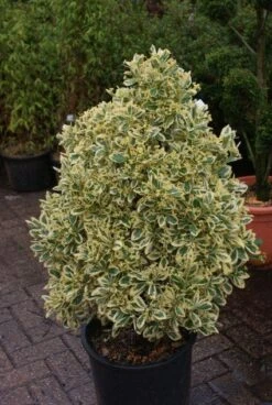 Kardinaalshoed Als Pyramide (Euonymus Japonicus 'Bravo') -Garden Plants Series Store 20121003163723 3 1