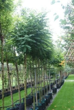 Bolacacia (Robinia Pseudoacacia 'Umbraculifera') -Garden Plants Series Store 20121016132039 24 2