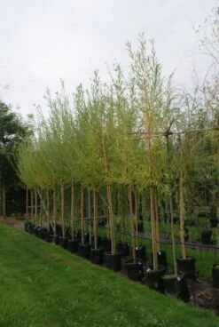 Knotwilg (Salix Alba) 16 Knotwilg (Salix Alba) -Garden Plants Series Store 20121016132723 13 1