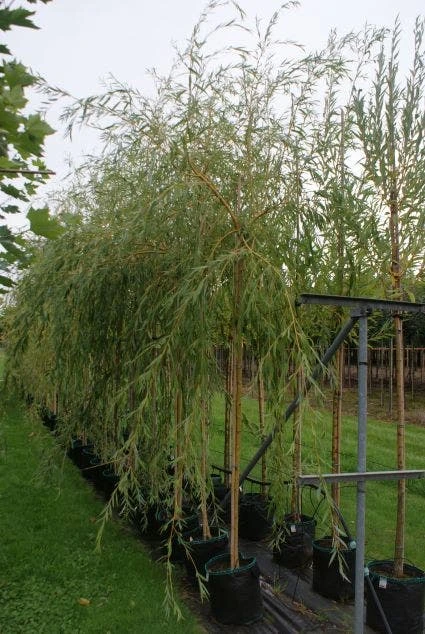 Treurwilg (Salix Sepulcralis 'Chrysocoma') 5 Treurwilg (Salix Sepulcralis 'Chrysocoma') - Image 3