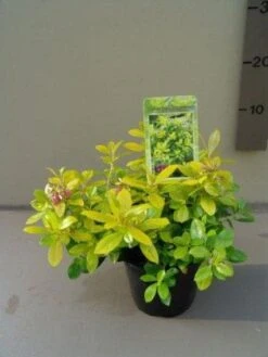 New Arrival -Garden Plants Series Store 20121016144901 1