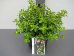 Escallonia (Escallonia 'Red Dream') -Garden Plants Series Store 20121016145056 3