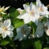 Bosrank (Clematis 'Mrs George Jackman') -Garden Plants Series Store 20121017155045 1