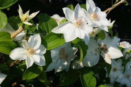 Bosrank (Clematis 'Mrs George Jackman')