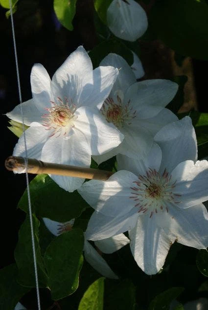 Bosrank (Clematis 'Mrs George Jackman') 4 Bosrank (Clematis 'Mrs George Jackman') - Image 2