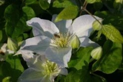 Bosrank (Clematis 'Yukikomachi') -Garden Plants Series Store 20121017162704 1