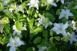 Bosrank (Clematis 'Yukikomachi') -Garden Plants Series Store 20121017162726 1