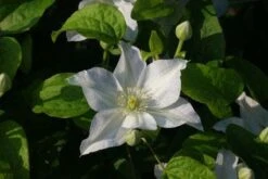 Bosrank (Clematis 'Yukikomachi') -Garden Plants Series Store 20121017162743 1