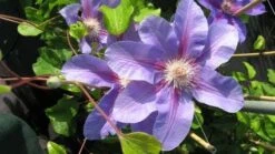 Bosrank (Clematis 'Etoile De Malicorne')