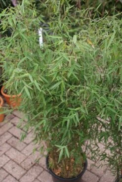 Niet Woekerende Bamboe (Fargesia 'Jiuzhaigou') 29 Niet Woekerende Bamboe (Fargesia 'Jiuzhaigou') -Garden Plants Series Store 20121113150728 4