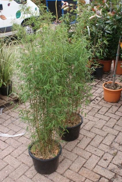 Niet Woekerende Bamboe (Fargesia 'Jiuzhaigou') 15 Niet Woekerende Bamboe (Fargesia 'Jiuzhaigou') - Image 13