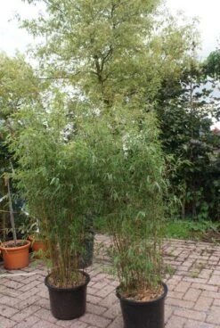 Niet Woekerende Bamboe (Fargesia 'Jiuzhaigou') 32 Niet Woekerende Bamboe (Fargesia 'Jiuzhaigou') -Garden Plants Series Store 20121113150912 4