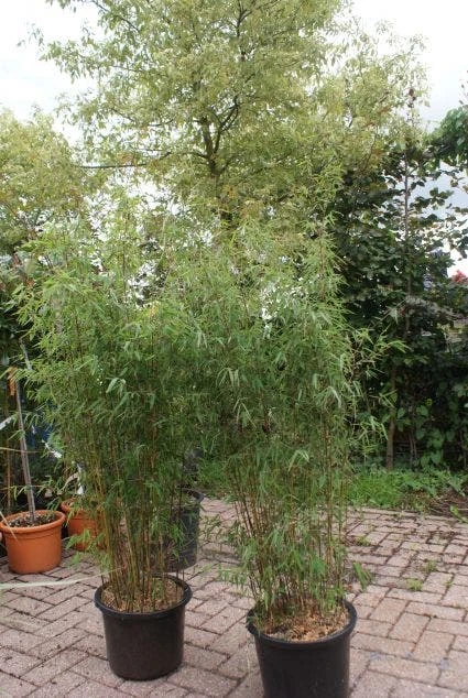 Niet Woekerende Bamboe (Fargesia 'Jiuzhaigou') 16 Niet Woekerende Bamboe (Fargesia 'Jiuzhaigou') - Image 14