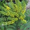 Mahoniestruik (Mahonia Media 'Charity') -Garden Plants Series Store 20121121145708 3