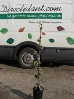 Kaukasische Klimop (Hedera Colchica 'Dentata Variegata') -Garden Plants Series Store 20121121150304 6 1