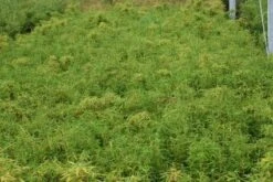 Niet Woekerende Bamboe (Fargesia Murieliae 'Simba') -Garden Plants Series Store 20121229102434 6 2