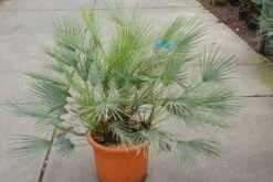 Dwergpalm (Chamaerops Humilis 'Cerifera') -Garden Plants Series Store 20121229150623 2 1