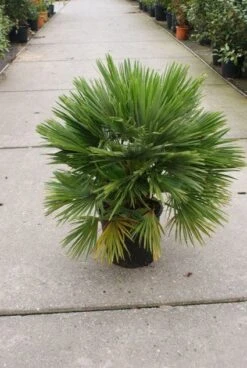 Dwergpalm (Chamaerops Humilis 'Vulcano') -Garden Plants Series Store 20121229152912 2