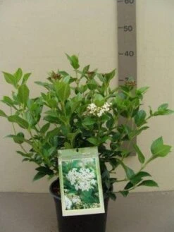 Groenblijvende Sneeuwbal (Viburnum Tinus 'Eve Price') -Garden Plants Series Store 20130119172735 50 10 1
