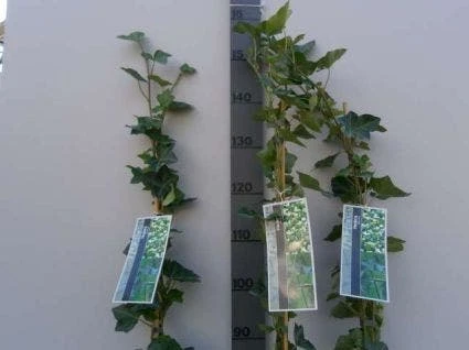 Klimop In Boogvorm (Hedera Hibernica) 5 Klimop In Boogvorm (Hedera Hibernica) - Image 3