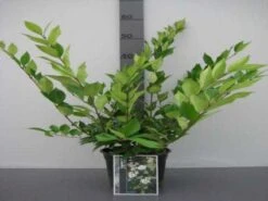 Liguster (Ligustrum Japonicum 'Texanum') -Garden Plants Series Store 20130120144123 7