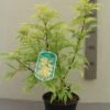 Vlier (Sambucus Racemosa 'Plumosa Aurea') 2 Vlier (Sambucus Racemosa 'Plumosa Aurea') -Garden Plants Series Store 20130120160944 6 3 3
