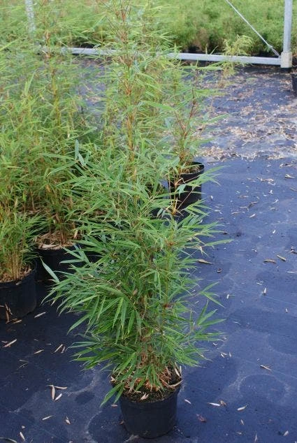 Niet Woekerende Bamboe (Fargesia Robusta) 10 Niet Woekerende Bamboe (Fargesia Robusta) - Image 8